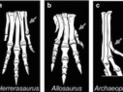 El dedo posterior que desarrollaron las aves cumple una función similar a la de nuestro pulgar. ESPECIAL / nature.com