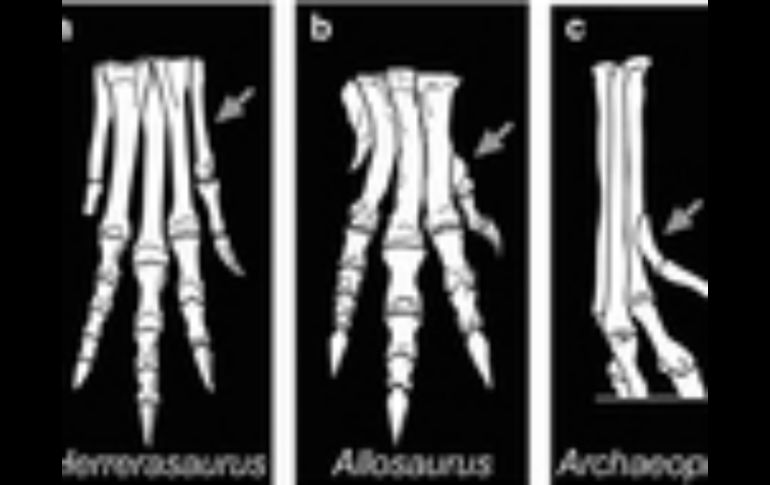 El dedo posterior que desarrollaron las aves cumple una función similar a la de nuestro pulgar. ESPECIAL / nature.com