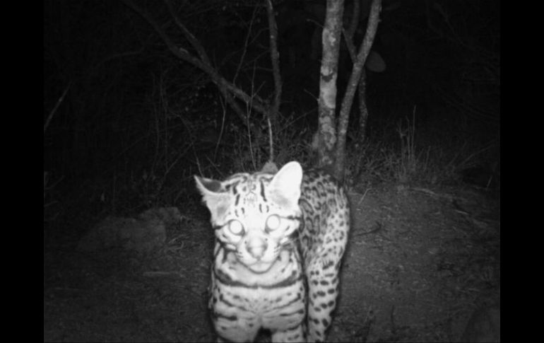 Un ocelote, uno de los animales captados que se muestra en la exposición fotográfica 'Mamíferos de Jalisco'. ESPECIAL / Cultura Guadalajara