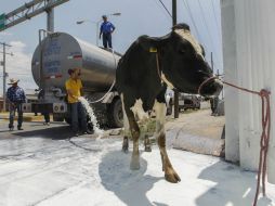 Este martes, algunos productores derramaron alrededor de 12 mil litros de leche en protesta por el bajo precio del producto. EL INFORMADOR / ARCHIVO