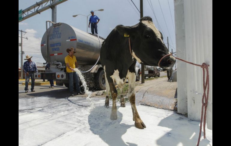 Este martes, algunos productores derramaron alrededor de 12 mil litros de leche en protesta por el bajo precio del producto. EL INFORMADOR / ARCHIVO