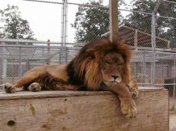 En este destino popular entre los turistas, se puede recorrer la reserva donde los leones andan libres. AP / ARCHIVO