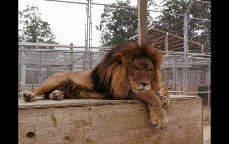 En este destino popular entre los turistas, se puede recorrer la reserva donde los leones andan libres. AP / ARCHIVO