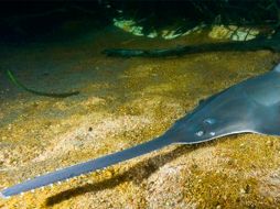 Estos animales podrían ser la primera familia de animales marinos en extinguirse debido a la sobreexplotación pesquera. EFE /