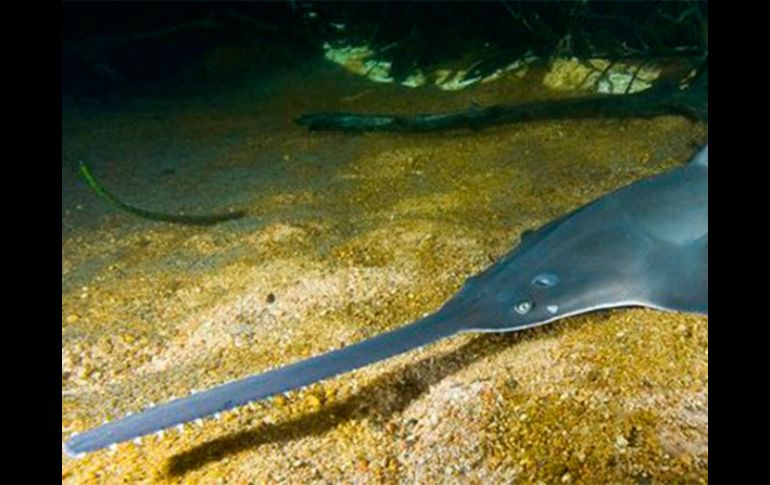 Estos animales podrían ser la primera familia de animales marinos en extinguirse debido a la sobreexplotación pesquera. EFE /