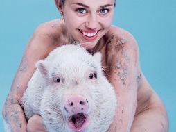 En la portada, aparece Cyrus desnuda junto a su mascota, una cerda llamada 'Bubba Sue'. TWITTER / @papermagazine