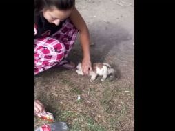 En el video se ve el momento en que la mujer rocía al gato con combustible YOUTUBE / edgareduardoleon