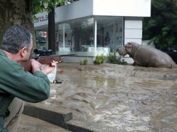 Un hipopótamo prófugo fue arrinconado en una de las plazas principales de la ciudad y controlado con un arma de tranquilizantes. AFP / I. GEDENIDZE