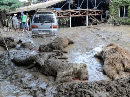 Numerosos animales salvajes escaparon del zoológico, y al menos 300 se ahogaron. AFP / V. Shlamov