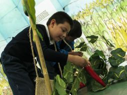 La naturaleza ayuda a niños y adultos a disminuir estrés y realizar mejor tareas mentales. EL INFORMADOR / ARCHIVO