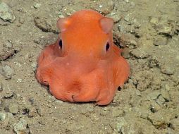 El pulpo es observado por el laboratorio de Bush desde fines de la década del 80, pero empezó a ser estudiado el año pasado. AFP / Monterey Bay Aquarium Research Insitute