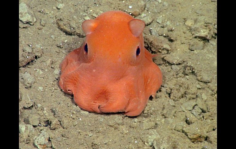 El pulpo es observado por el laboratorio de Bush desde fines de la década del 80, pero empezó a ser estudiado el año pasado. AFP / Monterey Bay Aquarium Research Insitute