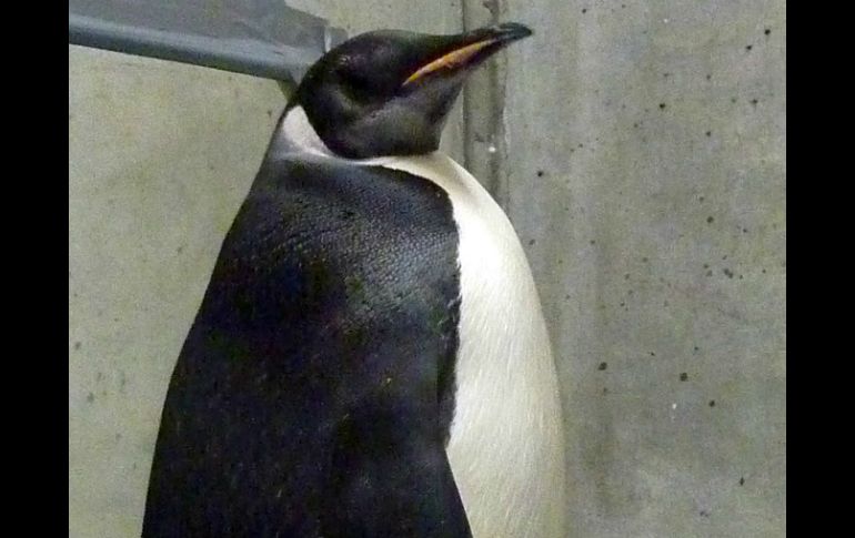 Varios animales quedaron en libertad luego de la inundación. AFP / ARCHIVO