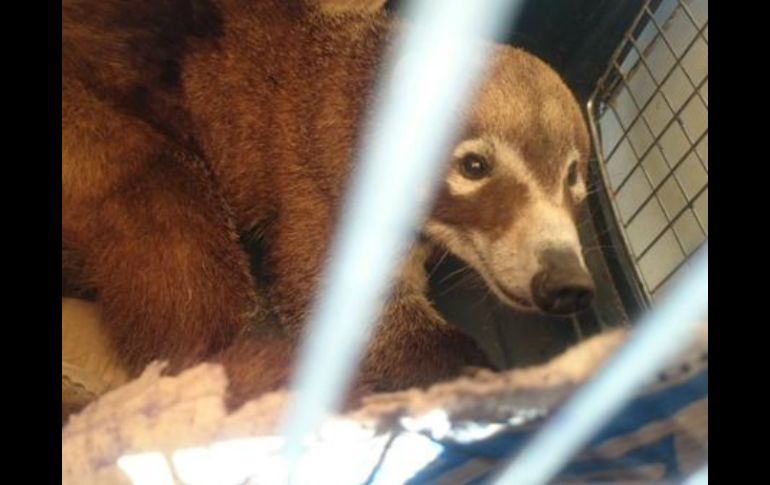 Entre los animales liberados, están un trigrillo aguililla cola roja, víbora de cascabel, coatís y mapaches. TWITTER / @PROFEPA_Mx