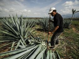 El registro de la bebida permitirá resolver la demanda de exportaciones. EL INFORMADOR / ARCHIVO