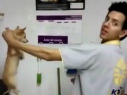 En el clip un empleado aparece golpeando a un chihuahua. YOUTUBE / Super Super Vid