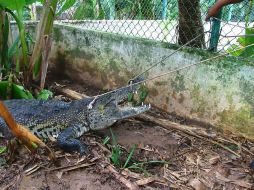 El domicilio de la pareja se ubica en las inmediaciones de un río, donde ya se había visto al animal en días previos. NTX / ARCHIVO