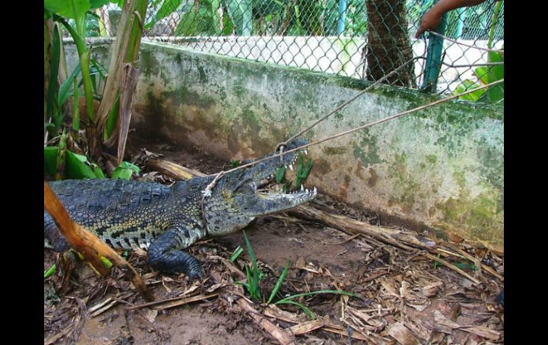 El domicilio de la pareja se ubica en las inmediaciones de un río, donde ya se había visto al animal en días previos. NTX / ARCHIVO