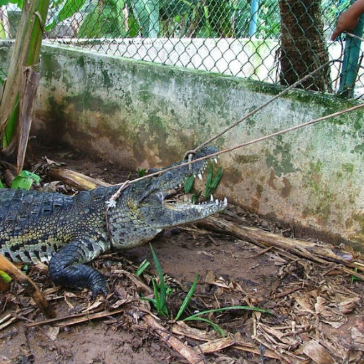 Cocodrilo ataca a mujer en Michoacán | El Informador