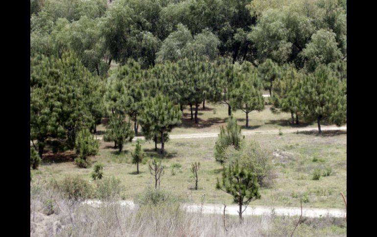 Los bosques tropicales ocupan alrededor de 12 millones de km2 y son los ecosistemas terrestres con la mayor diversidad biológica. EL INFORMADOR / ARCHIVO