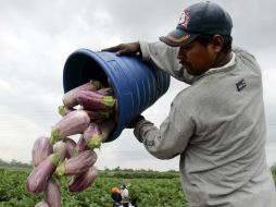 Los inmigrantes campesinos con un contrato de seis meses pueden trabajar en diferentes sectores. AP / ARCHIVO