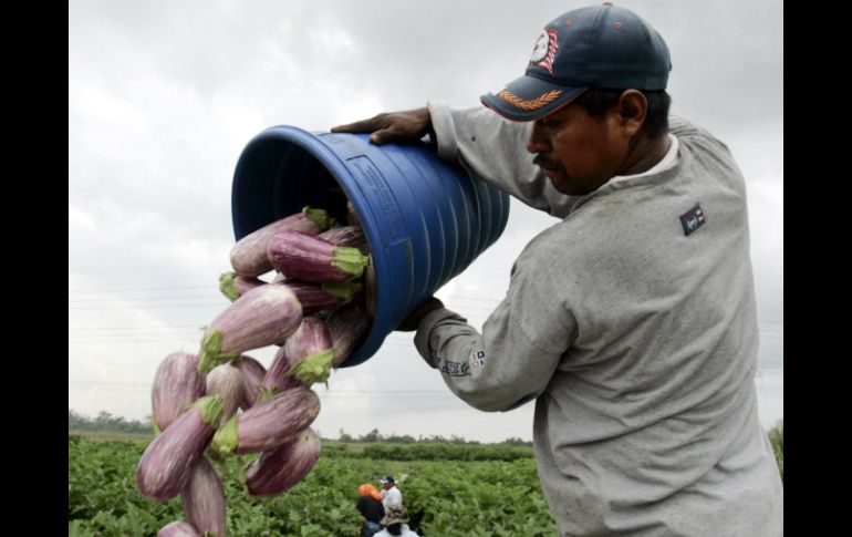 Los inmigrantes campesinos con un contrato de seis meses pueden trabajar en diferentes sectores. AP / ARCHIVO