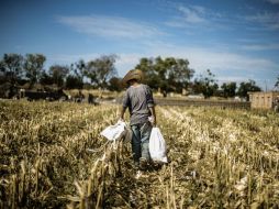 El titular de la Sagarpa, Enrique Martínez y Martínez insistió en la agricultura familiar para contribuir a la producción de alimentos. EL INFORMADOR / ARCHIVO