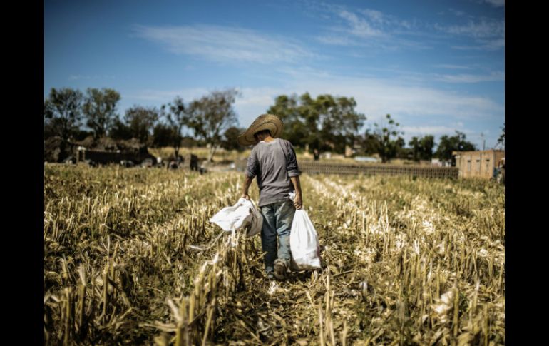 El titular de la Sagarpa, Enrique Martínez y Martínez insistió en la agricultura familiar para contribuir a la producción de alimentos. EL INFORMADOR / ARCHIVO