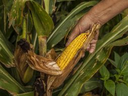 Recuerdan que en México la pequeña agricultura familiar aporta 39 por ciento de la producción agropecuaria. EL INFORMADOR / ARCHIVO