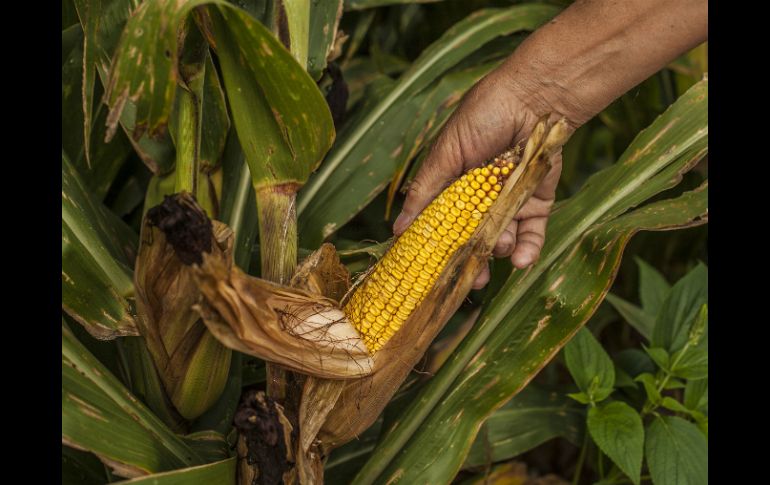 Recuerdan que en México la pequeña agricultura familiar aporta 39 por ciento de la producción agropecuaria. EL INFORMADOR / ARCHIVO