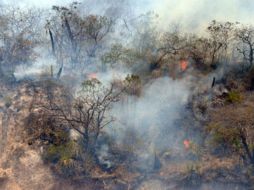 Los delitos van desde contaminación de cuerpos de agua, caza, pesca, captura o venta de especies en peligro de extinción, entre otros. EL INFORMADOR / ARCHIVO