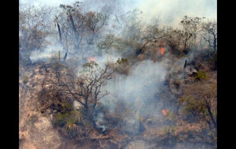 Los delitos van desde contaminación de cuerpos de agua, caza, pesca, captura o venta de especies en peligro de extinción, entre otros. EL INFORMADOR / ARCHIVO