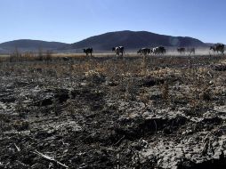 Se estima que alrededor del 60 por ciento de los suelos necesitan atención por erosión. EFE / ARCHIVO