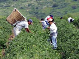 Para salvaguardar la producción agropecuaria y pesquera y ofrecer garantías a los consumidores, acordarán protocolos sanitarios. EL INFORMADOR / ARCHIVO