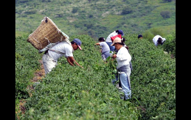 Para salvaguardar la producción agropecuaria y pesquera y ofrecer garantías a los consumidores, acordarán protocolos sanitarios. EL INFORMADOR / ARCHIVO