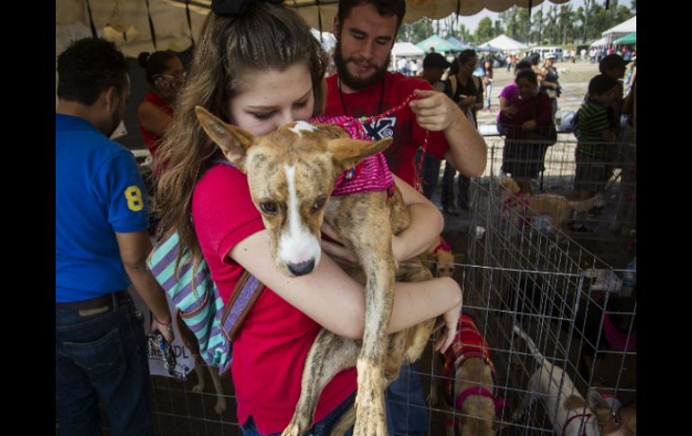 Todas las mascotas merecen una familia que los llene de amor y que valore los beneficios que ellos brindan. EL INFORMADOR / ARCHIVO