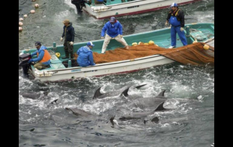 El alcalde de Taiji declara que pese a críticas, la localidad seguirá realizando esta práctica. EFE / ARCHIVO