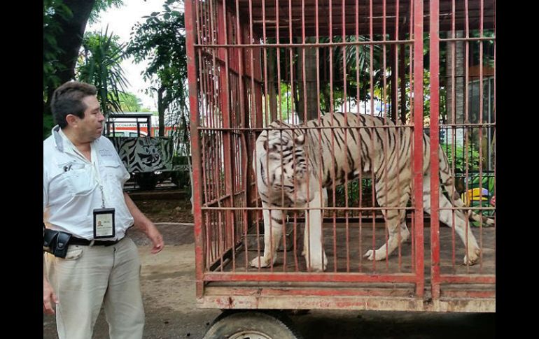 En conferencia de prensa, el titular de la Profepa recuerda que los circos que incluyan animales recibirán sanciones económicas. EFE / ARCHIVO