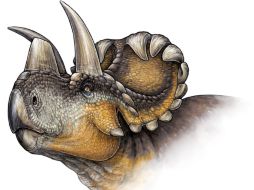 El cuerno nasal de Wendiceratops es también una de sus características 'más interesante'. ESPECIAL / journals.plos.org