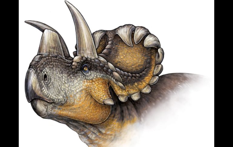 El cuerno nasal de Wendiceratops es también una de sus características 'más interesante'. ESPECIAL / journals.plos.org