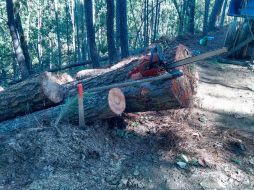 Fueron sorprendidos en posesión de 20 metros cúbicos de madera de Pino. ESPECIAL / jalisco.gob.mx