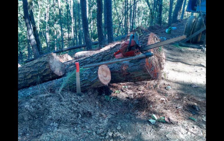 Fueron sorprendidos en posesión de 20 metros cúbicos de madera de Pino. ESPECIAL / jalisco.gob.mx