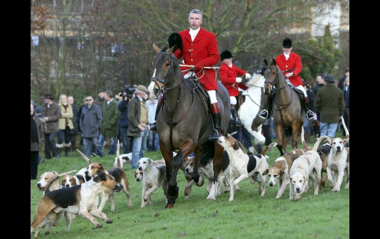 La norma permitiría usar una jauría de perros para sacar al zorro de su guarida. AP / ARCHIVO