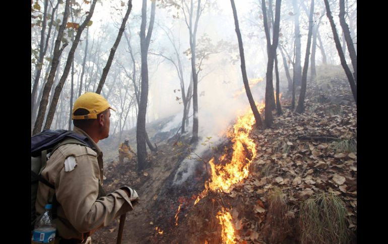 Por encima del 80 por ciento de las zonas dañadas por el fuego son de vegetación herbácea y arbustiva. NTX / ARCHIVO