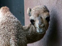 El ejemplar fue trasladado a una Unidad de Manejo para la Conservación de la Vida Silvestre. NTX / ARCHIVO