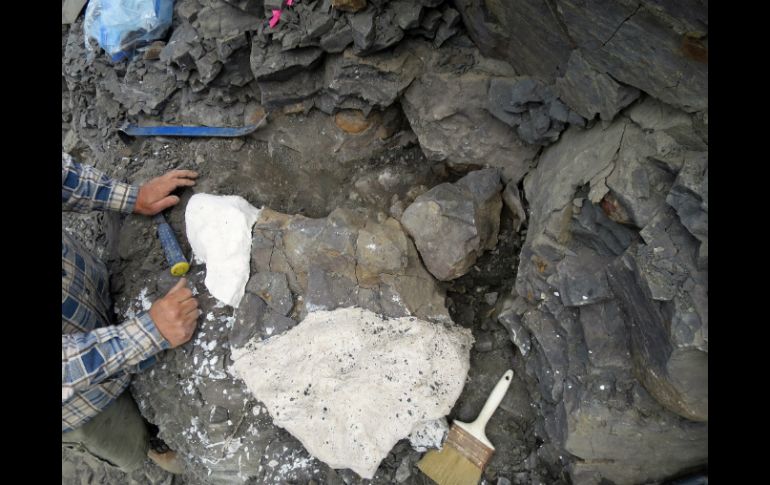 Los fósiles son los primeros de elasmosaurio encontrados en Alaska. AP / P. Druckenmiller