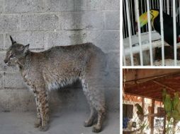 De las especies aseguradas se identifican pericos atoleros, tucanes, loros corona lila, un lince y un aguililla de Harris. TWITTER / @PROFEPA_Mx