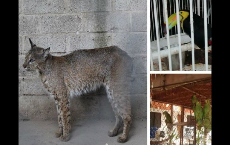 De las especies aseguradas se identifican pericos atoleros, tucanes, loros corona lila, un lince y un aguililla de Harris. TWITTER / @PROFEPA_Mx