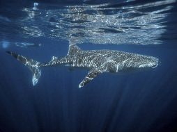 Los tiburones blancos son habituales en las aguas australianas y numerosos nadadores y surfistas se han enfrentado a ellos este año. EFE / ARCHIVO