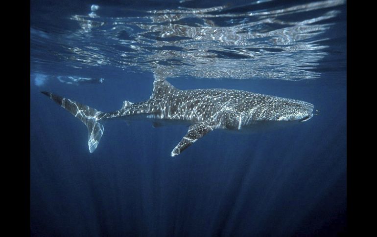 Los tiburones blancos son habituales en las aguas australianas y numerosos nadadores y surfistas se han enfrentado a ellos este año. EFE / ARCHIVO